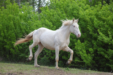Animal warm blooded cremello horse galloping in nature