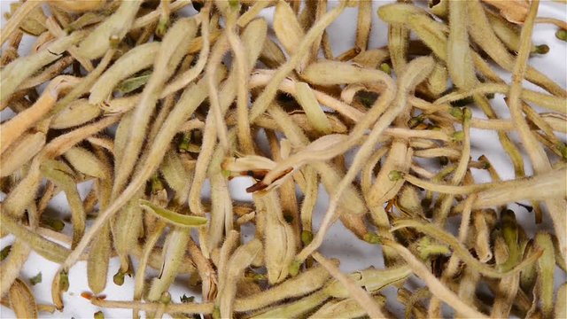 top view herb medicine Jinyinhua or Lonicerae Japonicae Flos or Japanese Honysuckle Flower Bud rotating and pause