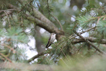 hummingbird