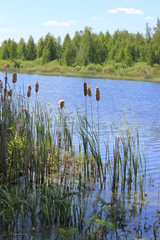 Summer. Lake in the forest. Forest landscape.
