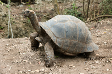 Obraz premium Galapagos Tortoise in a nature reserve