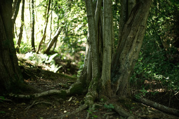 forest tree
