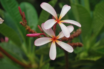 plumeria