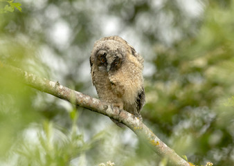 Pullo di Gufo Reale - (Bobo Bobo)