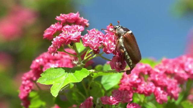 Cockchafer on the pink blooming hawthorn tree 4K