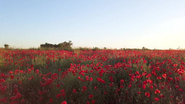 Immenso campo di papaveri rossi nel parco naturale al tramonto.