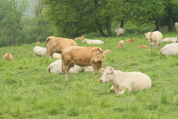 Fototapeta premium Vaches Aubrac 2019