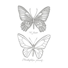 Fototapeta na wymiar Butterflies silhouettes. Butterfly icons isolated on white background. Graphic illustration.