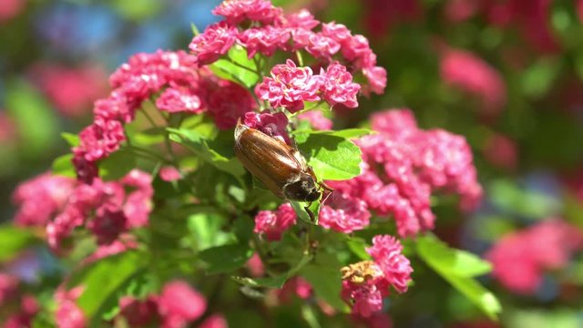  May-bug on the pink blooming hawthorn tree 4K