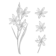 Kafir Lilies flowers. Collection of hand drawn flowers and plants. Botany. Set. Vintage flowers. Black and white illustration in the style of engravings.