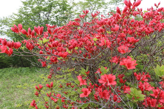 トウゴクミツバツツジ の画像 166 件の Stock 写真 ベクターおよびビデオ Adobe Stock