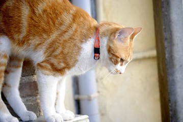 Chat