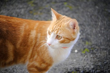 Chat