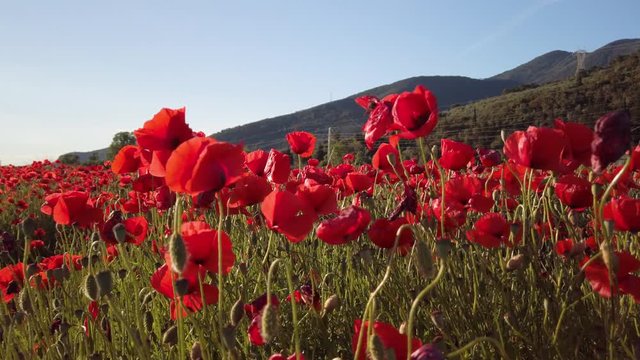 Immenso campo di papaveri rossi nel parco naturale al tramonto.