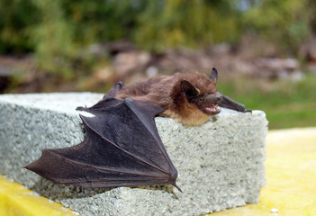 Fledermaus Vampier bei Tag auf einer Mauer.
