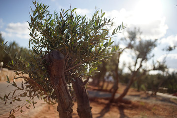 olive tree 