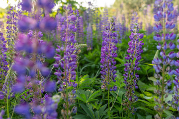 Obraz premium Closeup view of beautiful fresh lupin purple flowers growing outdoors. Horizontal color photography of scenic meadow in countryside.