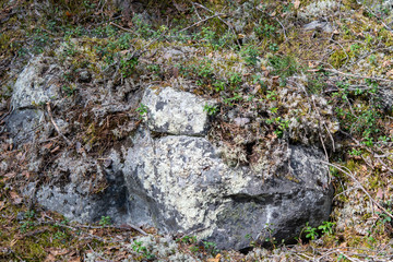stone in the bushes cranberries close-up