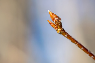 kidney on a branch in the spring close-up