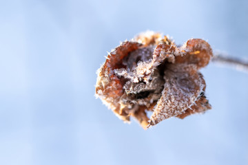 ice crystals on a withered flower