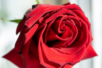 flower dark red rose closeup