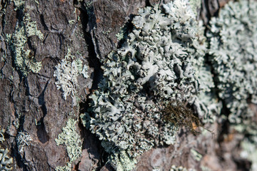 lichen on pine bark close-up