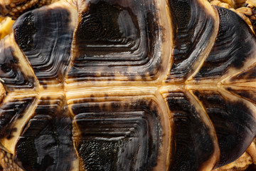 tortoise -  testudo horsfieldii - breastplate - background