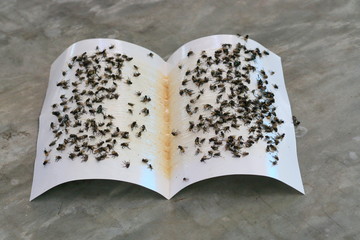 Many flies are glue traps.