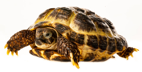 tortoise -  testudo horsfieldii - isolated on a white background