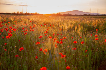 field with red flowering poppies against a bright sunny sky