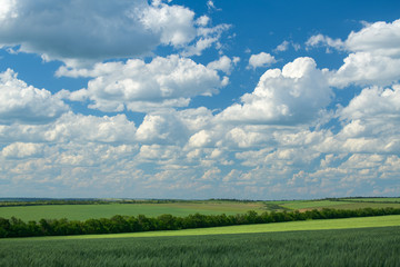 Green wheaten sprouts are in the field and beautiful cloudy. Spring landscape.
