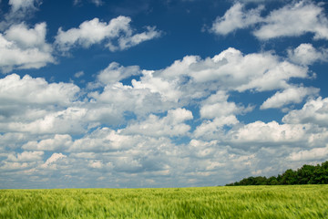 Green wheaten sprouts are in the field and beautiful cloudy. Spring landscape.