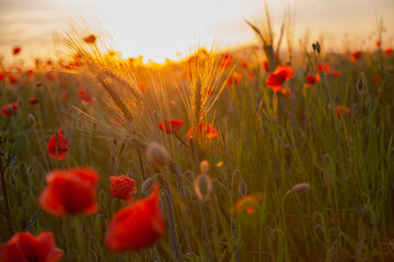 Obraz premium field with red flowering poppies against a bright sunny sky