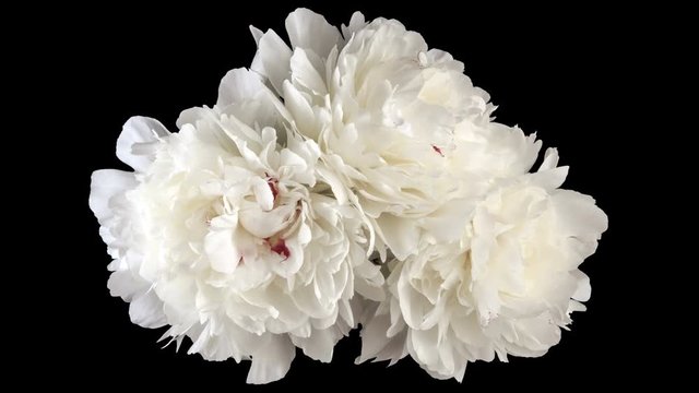 Bouquet of white peonies. Isolated on black background. Variety Festiva Maxima. Time lapse.