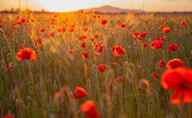 Obraz premium field with red flowering poppies against a bright sunny sky
