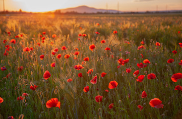 field with red flowering poppies against a bright sunny sky