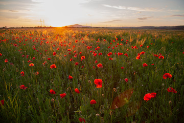 field with red flowering poppies against a bright sunny sky