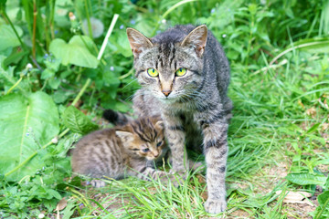 Naklejka na ściany i meble Cat with a kitten on the green grass