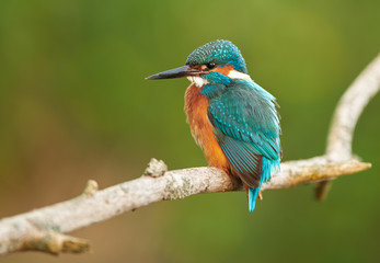 Kingfisher (Alcedo atthis) close up