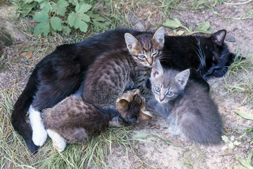 Naklejka na ściany i meble Black cat lying on the grass. Black cat feeds her cute kittens