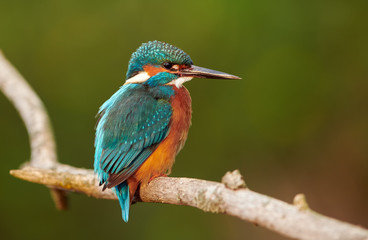 Kingfisher (Alcedo atthis) close up