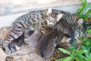 Naklejka na ściany i meble cat feeds her cute kittens