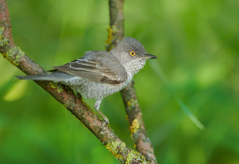 Barred warbler (Sylvia nisoria) close up