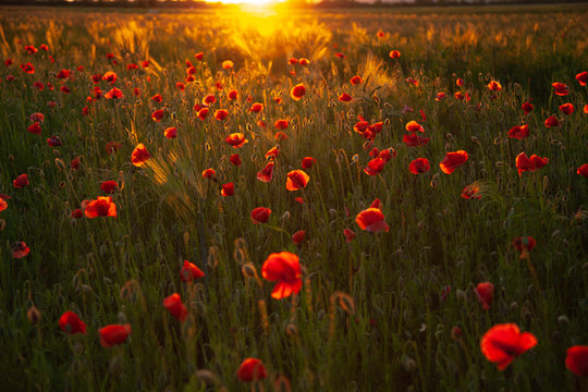 field with red flowering poppies against a bright sunny sky © Egor