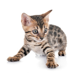 Obraz premium kotek bengalski w studio
