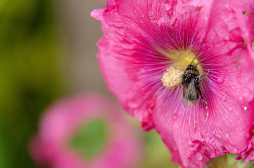 Beautiful close-up of a bee covered with pollen from a colorful flower with morning dew on the petals taken with shallow depth of field.