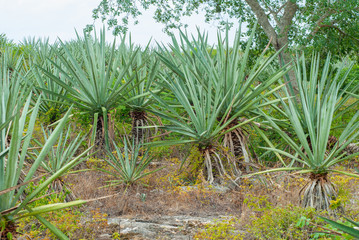 Agave plants, taken in the Tecoh plantations, in the Yucatan peninsula