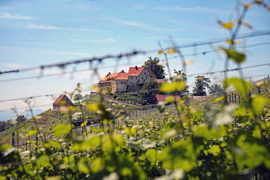 Schloss Staufenberg durch die Reben gesehen