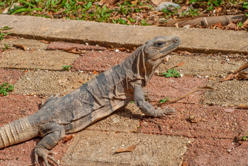 Iguana laying on stones, taken in Chichen Itza, in the Yucatan peninsula