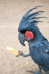 A palm cockatoo standing on the sand, holding feed in the foot, and eating